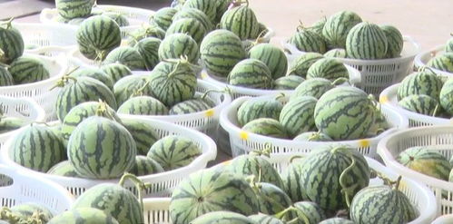 用非遺為家鄉帶貨，他有個1億元的果品小目標