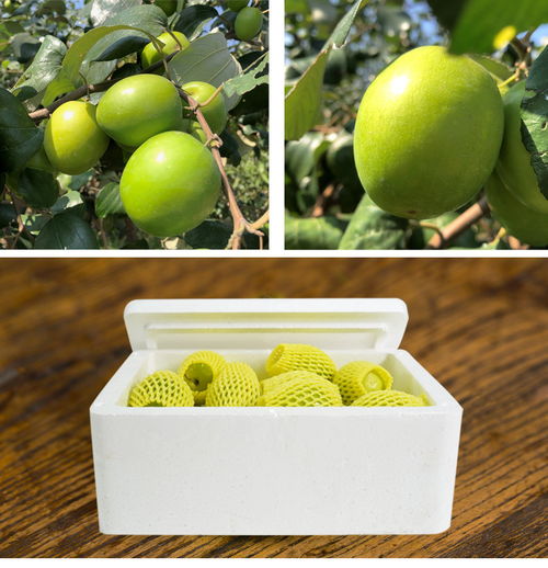 甜蜜助農，廣西田東大青棗暖心上市