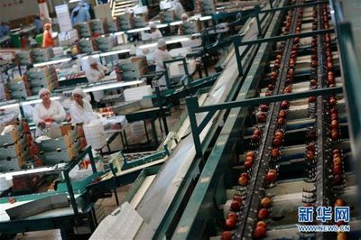 從“明星產品”櫻桃到“新生力量”油桃——智利水果出口商的中國生意經